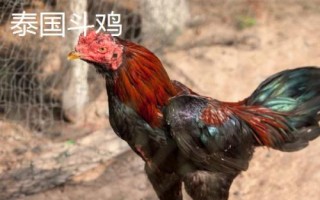 中原斗鸡的特点，外形美观且斗性顽强