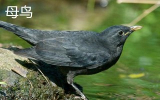 乌鸫幼鸟怎么区分公母，可通过看初级飞羽和鸟喙来分辨