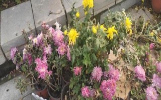 菊花适合几月份掐头，在3-4月份掐头可抑制徒长