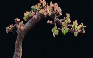 雅乐之舞如何养殖，浇水可采取见干见湿的方法