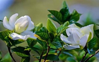 栀子花的水养方法,每隔2-3天换一次水