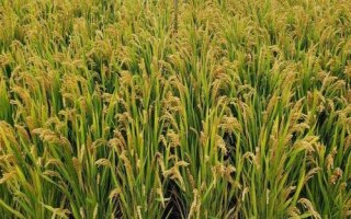 野香优莉丝水稻品种简介，特别注意防治白叶枯病