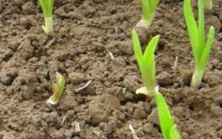 蒜苗黄叶干尖的原因及防治办法，连年重茬或播种时间不当均会导致