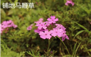 马鞭草有什么种类,分为柳叶马鞭草、柠檬马鞭草等品种