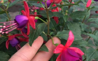 怎么养倒挂金钟,在生长期7-10天左右施肥一次