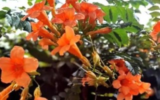 凌霄花的种植条件，在春秋季及时防治蚜虫