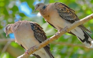 斑鸠怎么分公母，可根据头的形状、眼睛位置或眉毛长短等分辨