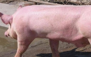 苏太母猪配什么公猪好,可选长白公猪、杜洛克猪、约克夏猪等