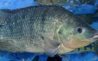 罗非鱼是不是福寿鱼，别称福寿鱼、吴郭鱼