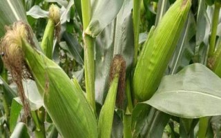 万盛189玉米种子特点,适宜播种期6月10至20日