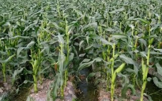 华农866玉米种子特征特性，生育期123天左右