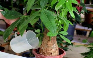 发财树使用多少粒复合肥，株高1米可使用5-8粒