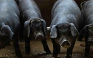 国内常见的猪品种，常见的有东北民猪、八眉猪等