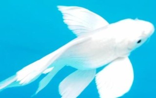 蝴蝶鲤能和什么鱼混养,可以选择锦鲤、龙鱼和龙虎魟鱼
