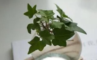 常春藤如何水培才能快速生根,放在有散射光的地方每隔1-2天换一次水