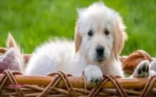 狗狗走路不稳容易摔倒的原因，可能是指甲太长或髋关节发育不良