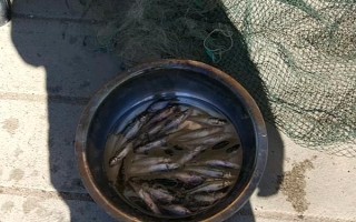 柳根鱼是什么鱼,是拉氏鱥、湖鱥和真鱥的统称