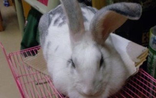 熊猫兔是什么，别称海棠兔、荷达特兔