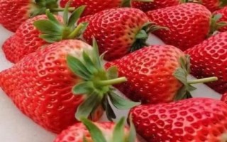草莓属于哪个季节的水果，常在春末夏初采摘上市