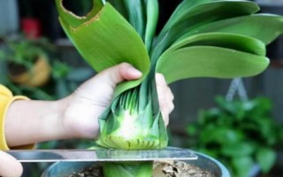 君子兰剪头后何时长新叶，通常需一年左右