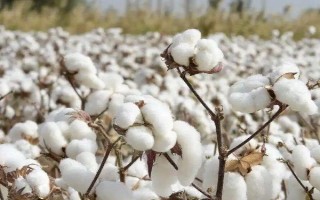 联苯菊酯如何使用，针对不同虫害的使用方法不同