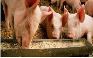 瘦肉型猪和肥肉型猪的区别,瘦肉型猪的身体呈流线型