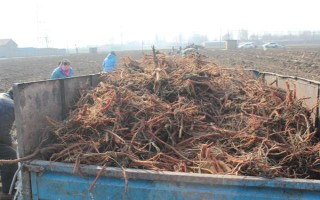 种植丹参多久可以收获，生长期为1年