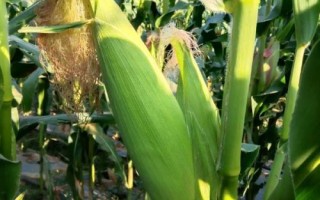 富民339玉米品种的特性，密度4500株/亩左右