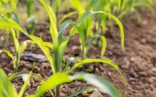 正泰111玉米种子简介，4月中旬播种