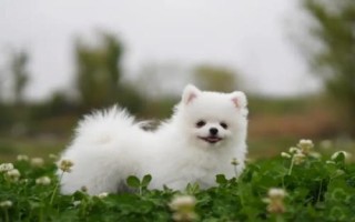 狗癣的症状及发病原因，表现为身体瘙痒、脱毛等