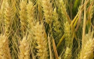 小麦什么时候成熟，不同地区的成熟时间不同