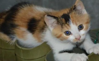 猫咪口吐白沫怎么办,先检查原因再对症下药