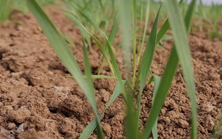 小麦出芽需多少积温，从播种至发芽出苗需要0℃以上的积温120℃