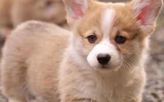 狗狗携带狂犬病毒能活多久，通常没有具体的时间