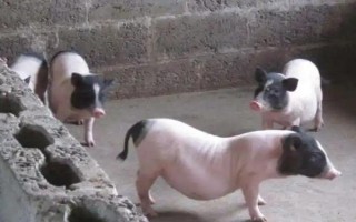 二元猪和三元猪有什么区别，三元猪生长速度更快