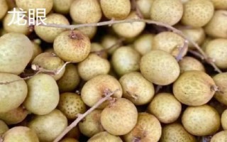 龙眼和桂圆有哪些区别，桂圆是用龙眼晒干后制成