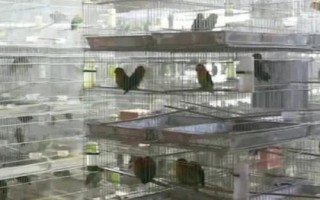 鹦鹉拉稀拉水便怎么治，根据病症选择正确的治疗方法