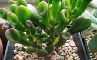 筒叶花月的养殖注意事项，是一种多肉观叶植物