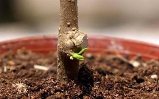 三角梅如何繁殖，可扦插也可高压繁殖