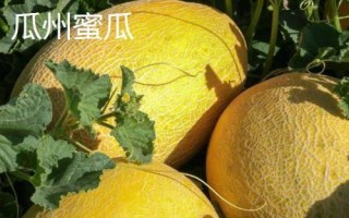 甘肃省酒泉市的特产水果，包括瓜州蜜瓜、瓜州西瓜等种类