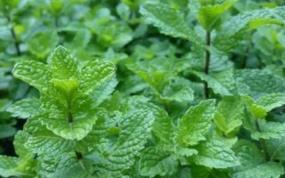 薄荷蜜是什么，来源于薄荷花比较少见