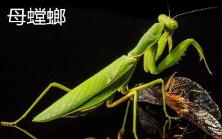 螳螂如何分辨公母,可以从体型、腹节数量等方面区分