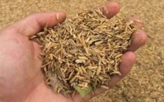 水稻炸壳的原因，可能是发育不良、缺少营养、药物使用不当等因素造成