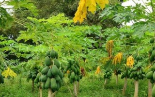 木瓜高产种植方法,栽种密度一定要科学合理