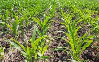 先单158玉米种子特征特性，密度每亩4000-4500株