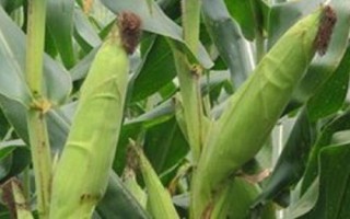 ND609玉米种子特点，中等肥力以上地块种植