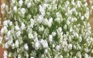 满天星的耐寒温度，最低可以忍耐0℃