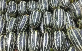博洋9号甜瓜有什么特点,皮薄肉厚、具有良好的坐果性和丰产性