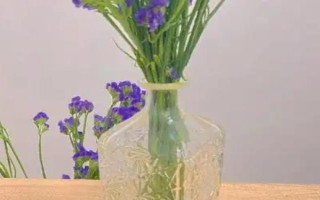 勿忘我的盆栽方法，开花前追施磷钾肥可促进花朵开放