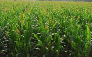 存麦608小麦种子介绍，每亩适宜基本苗18～22万